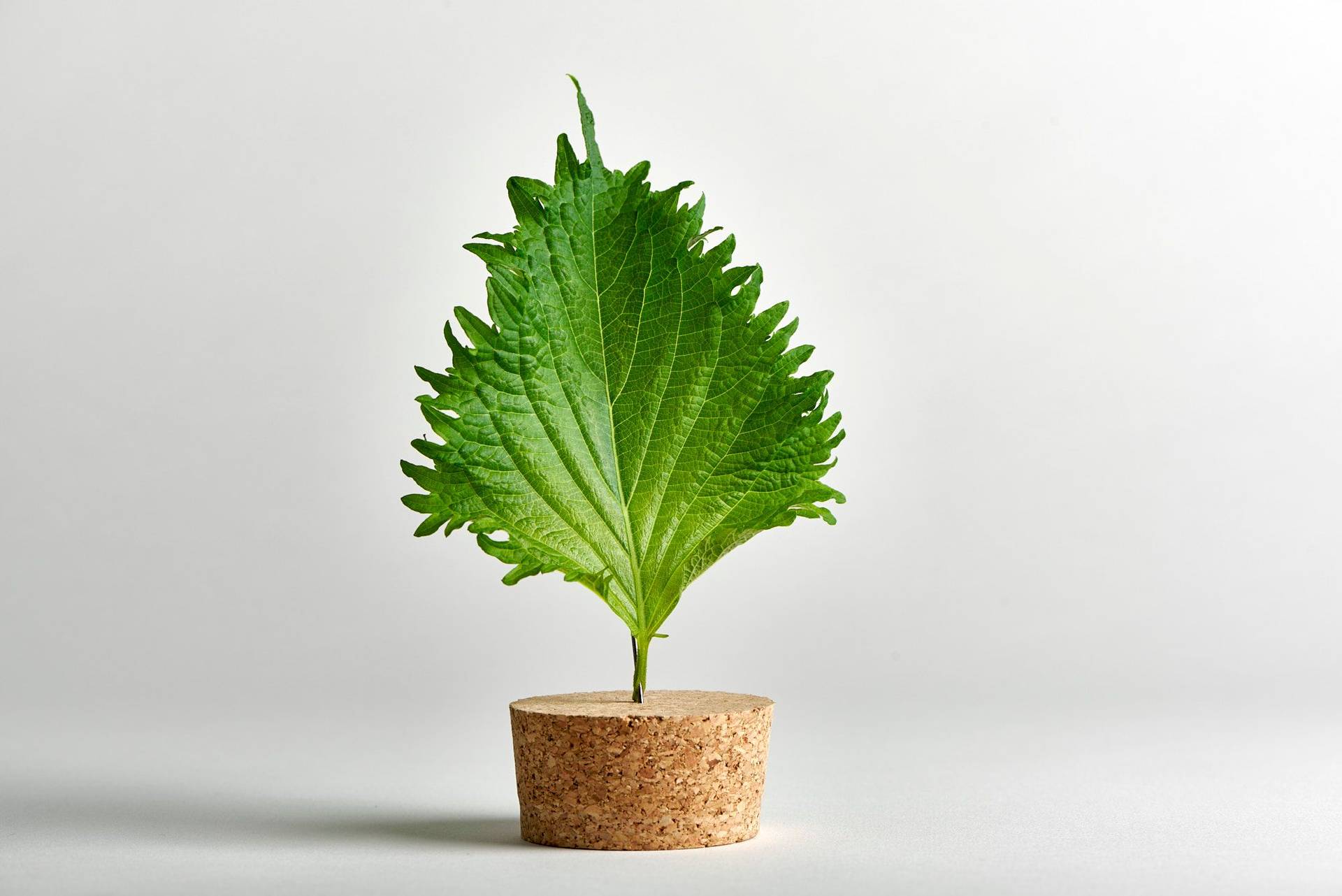shiso-leaf a shiso leaf with white background