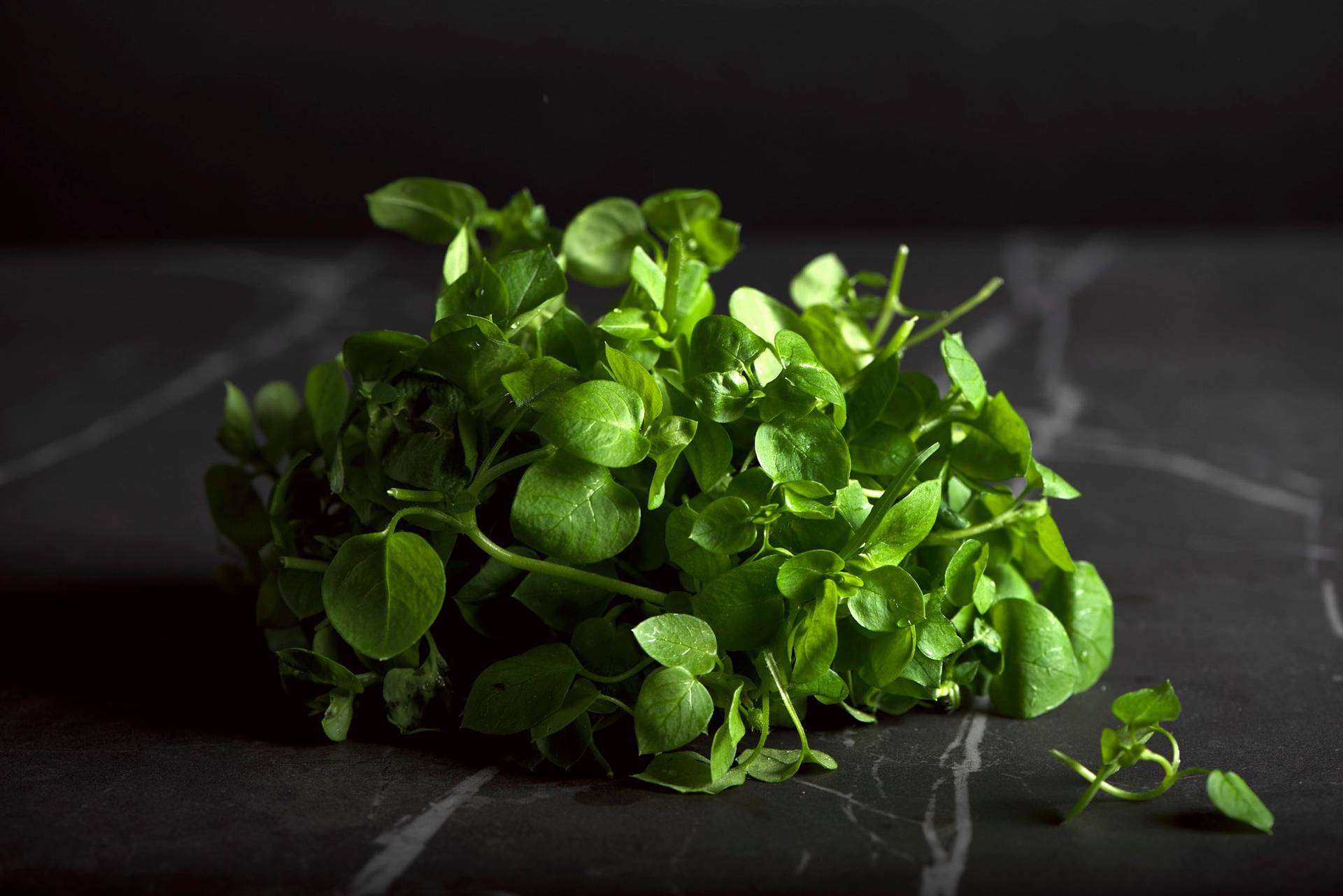chickweed chickweed on a gray sapienstone top