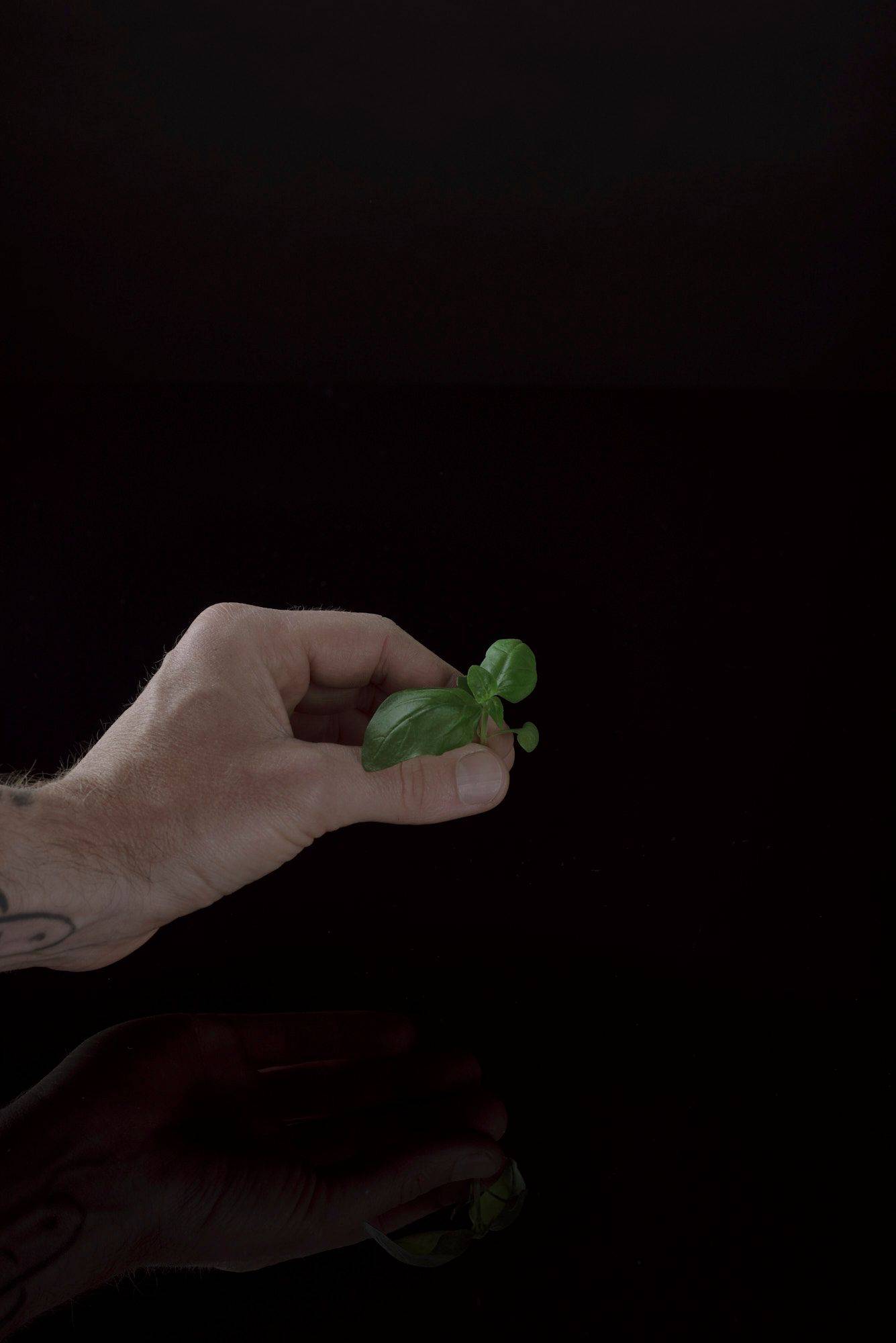 basil hand holds a basil tip with black background