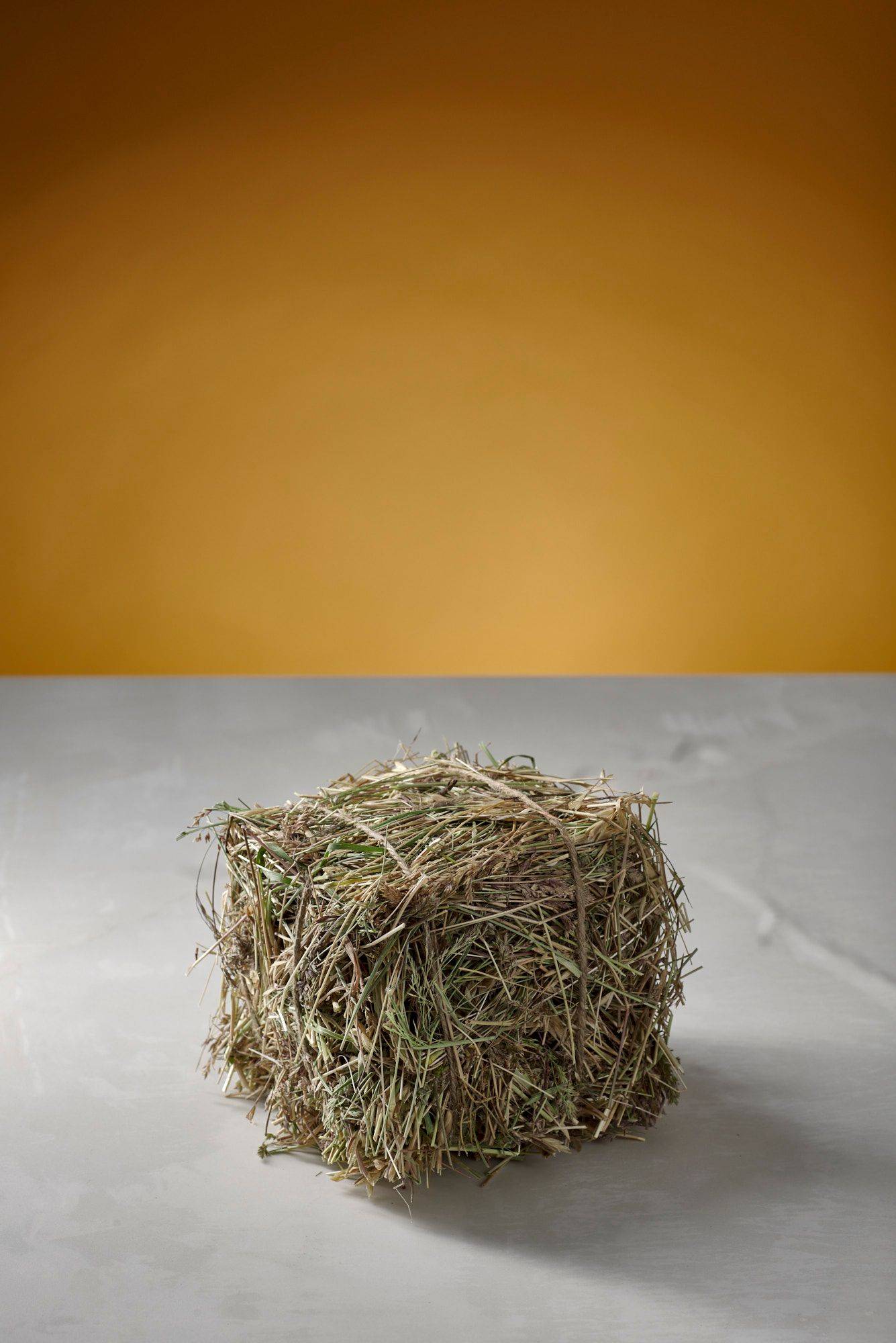 hay a mini hay dice with white sapienstone top and yellow background