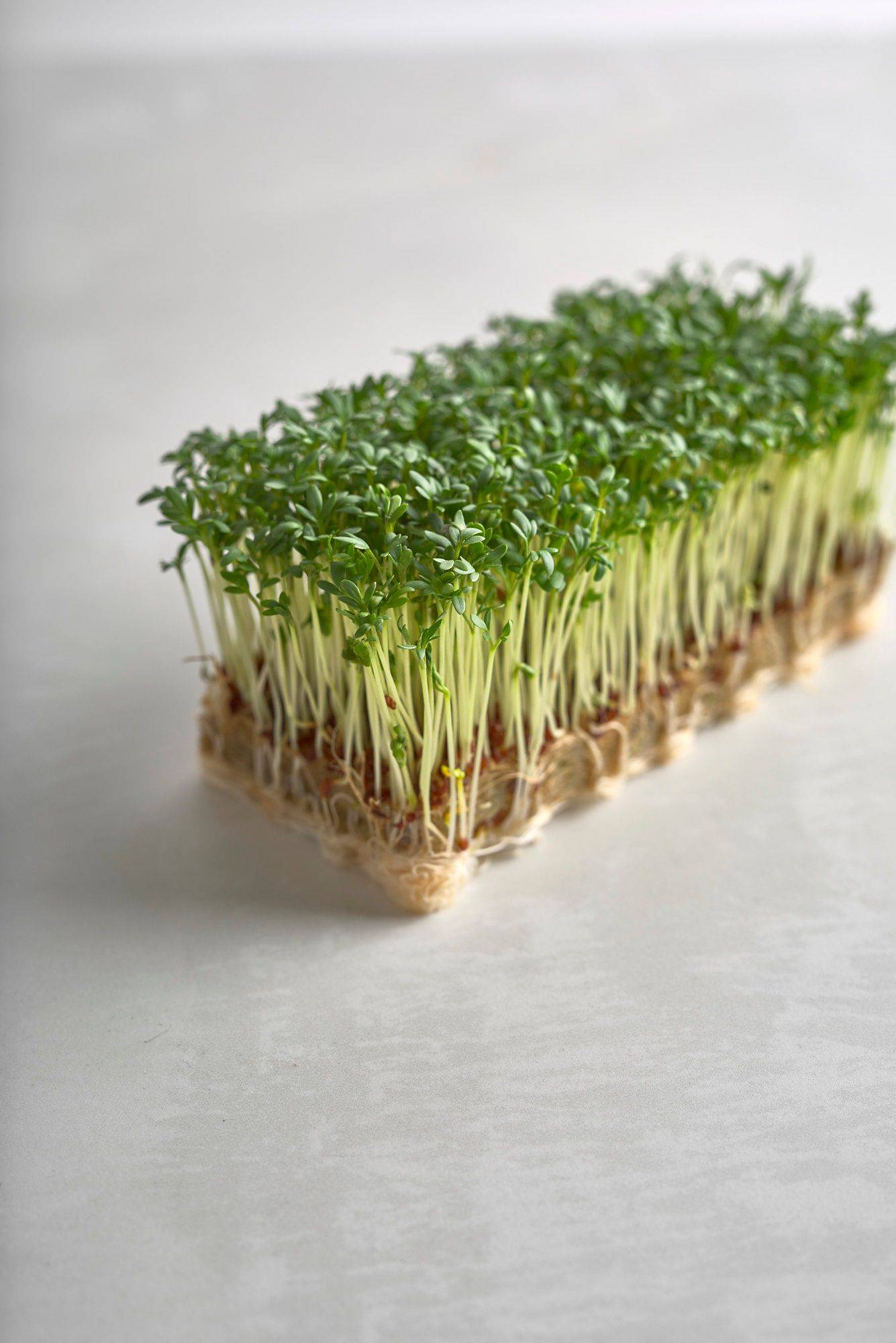 garden-cress garden cress on a white sapienstone top