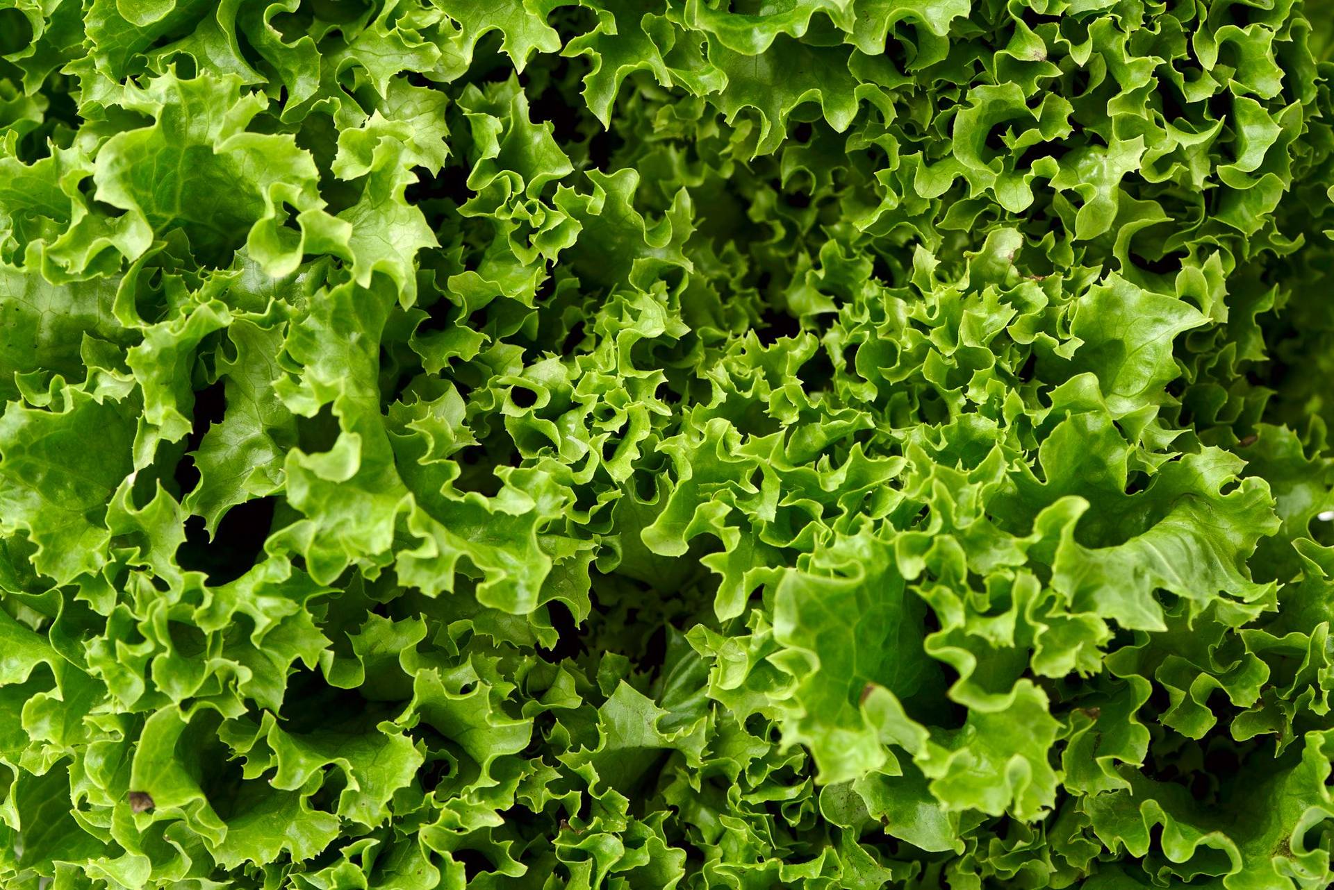 lollo-bianco-lettuce green lollo bianco lettuce