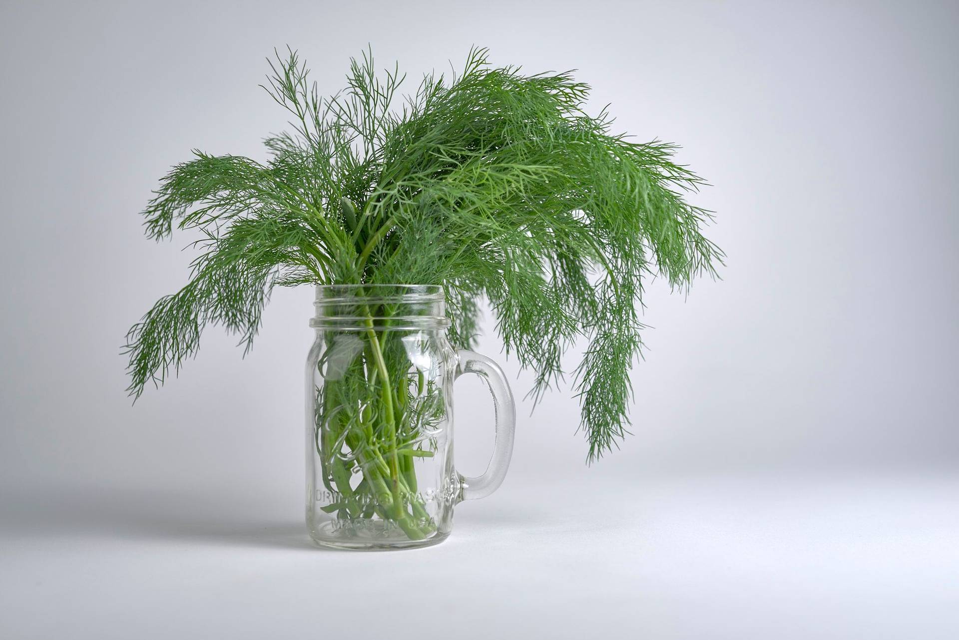 dill a bunch of dill in a jar with white background