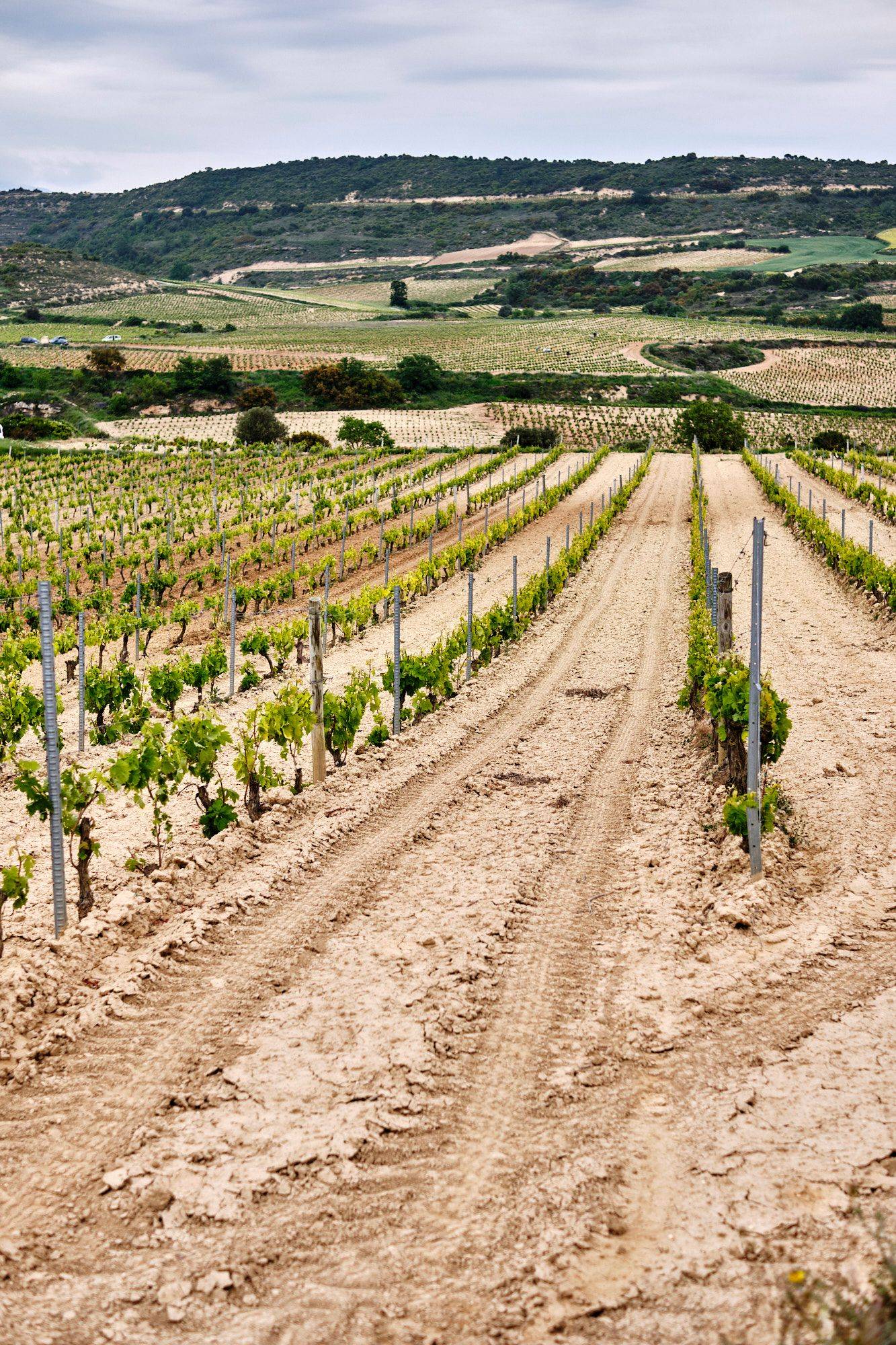 bodega-ramon-bilbao-in-rioja-alta bodega ramon bilbao in rioja alta