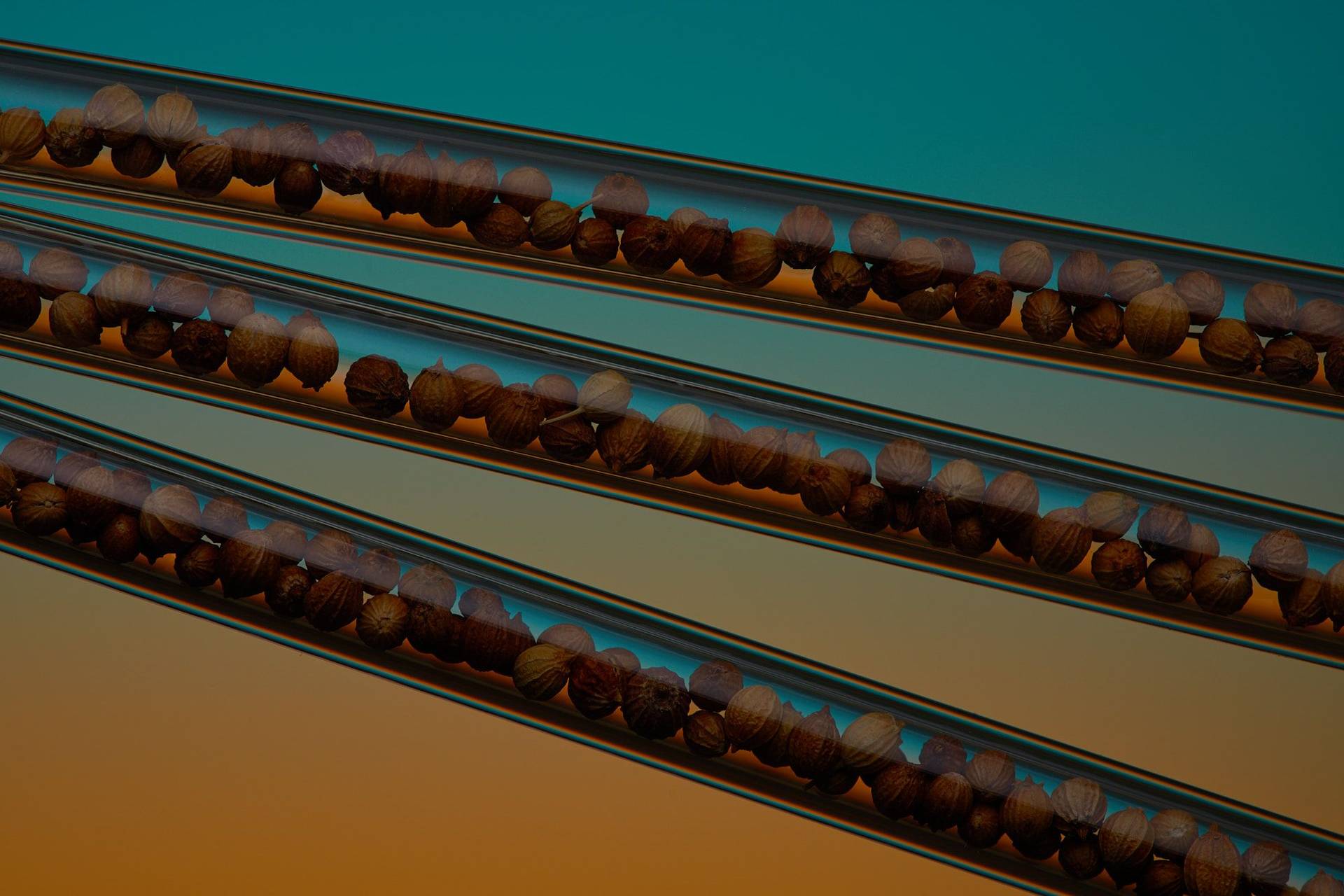 coriander-seeds coriander seeds in glass straws on blue and orange background