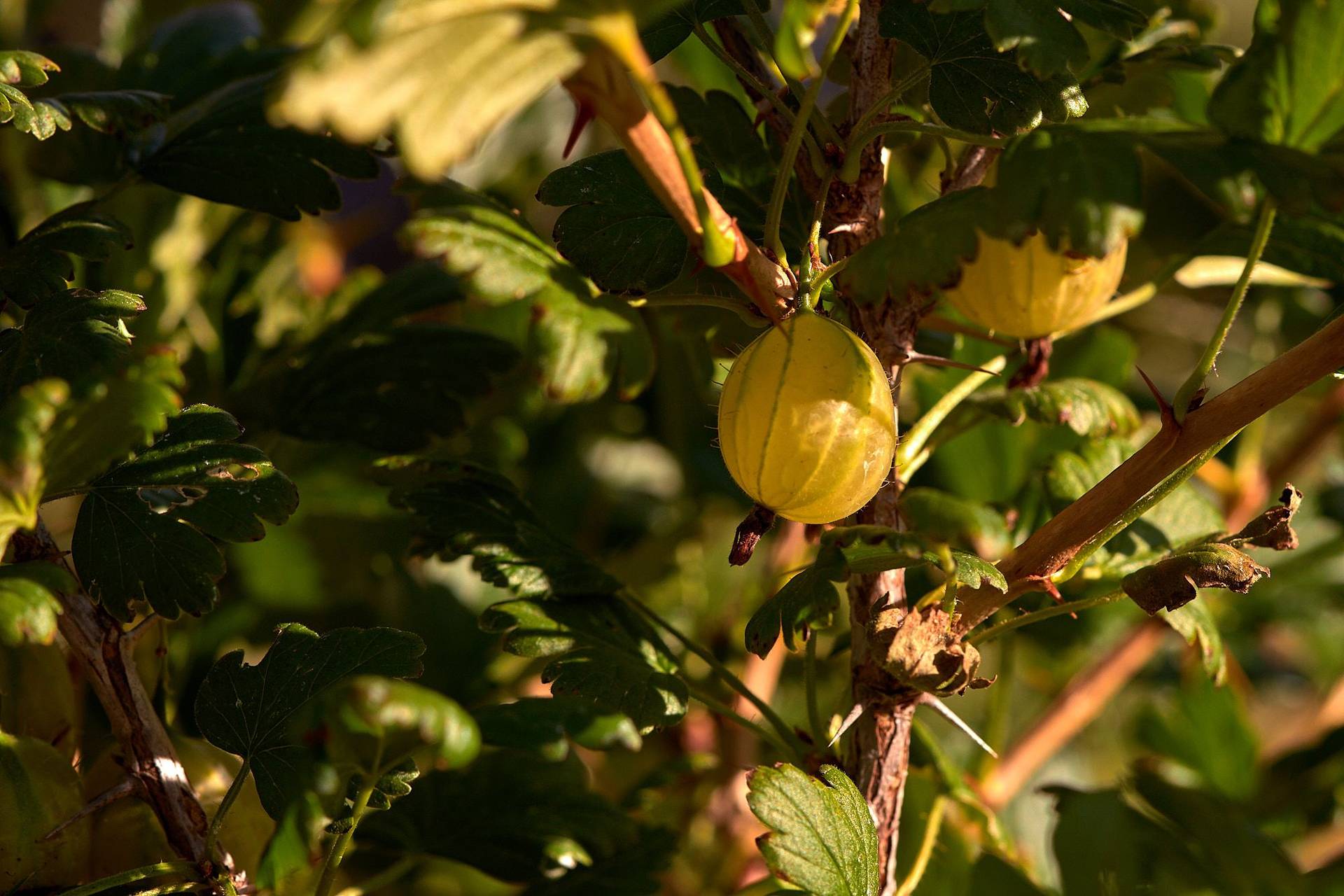 gooseberries gooseberries