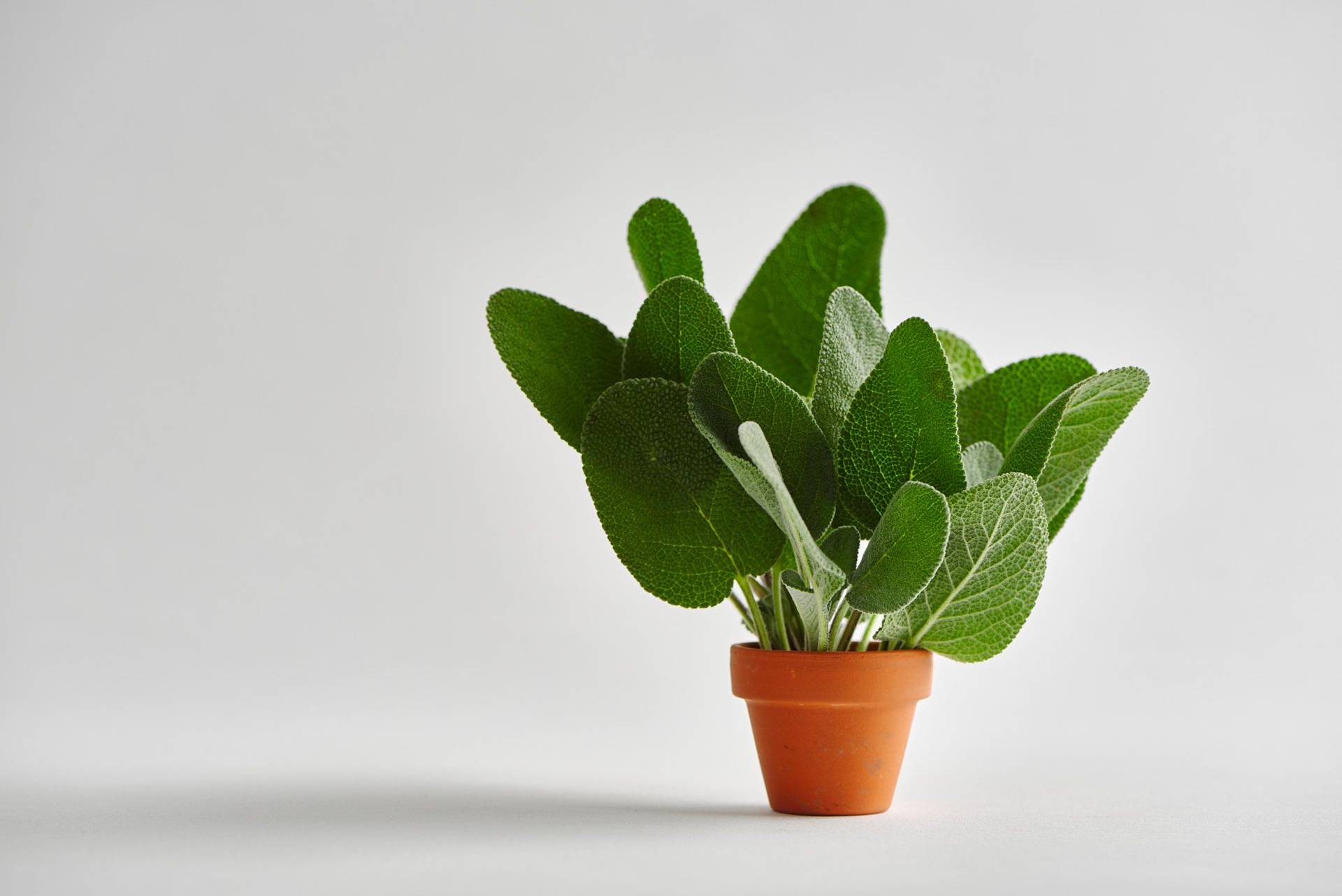 sage sage in a small flower pot with white background