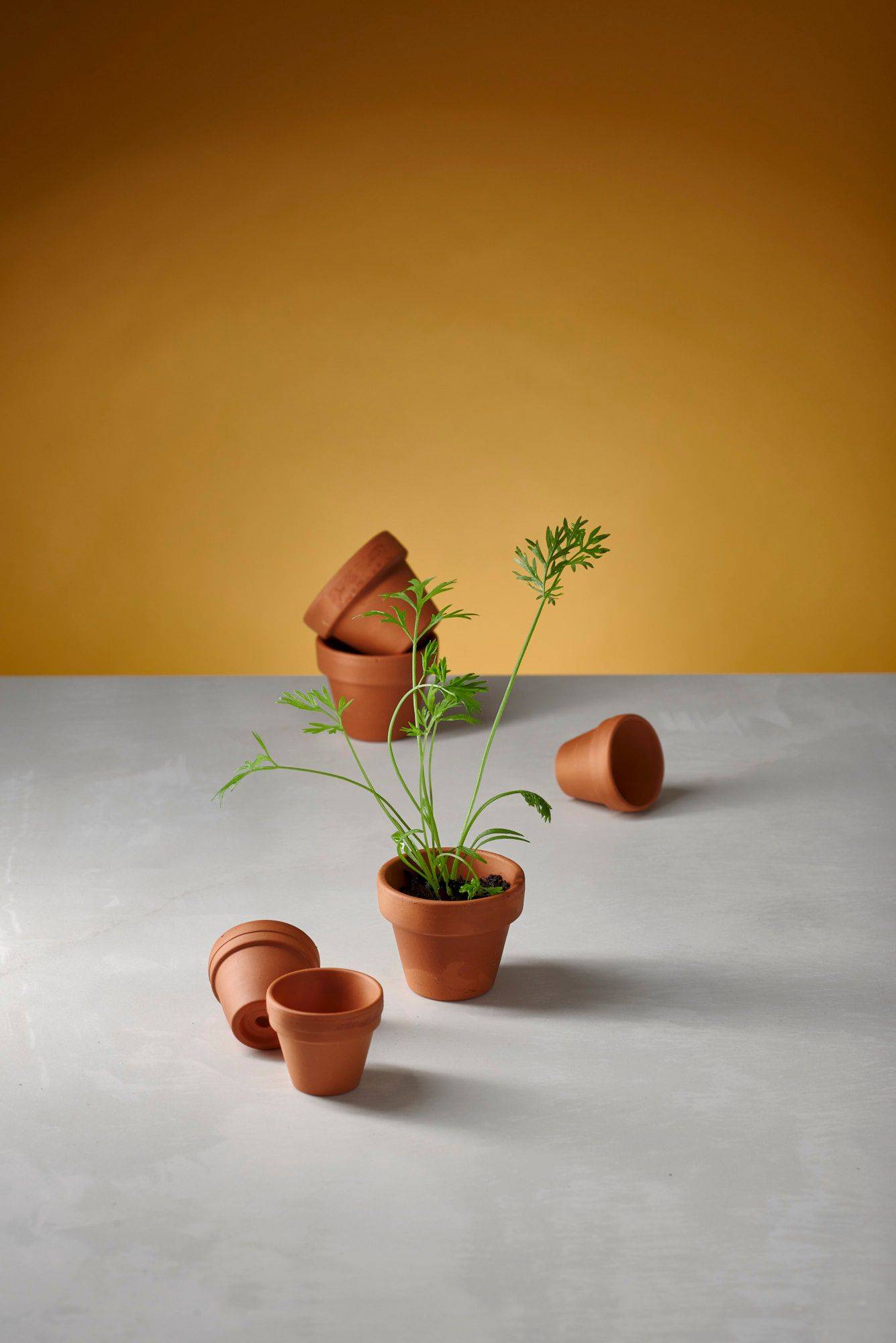 green-of-carrots green of carrots in tiny flower pots with white sapienstone top and yellow background