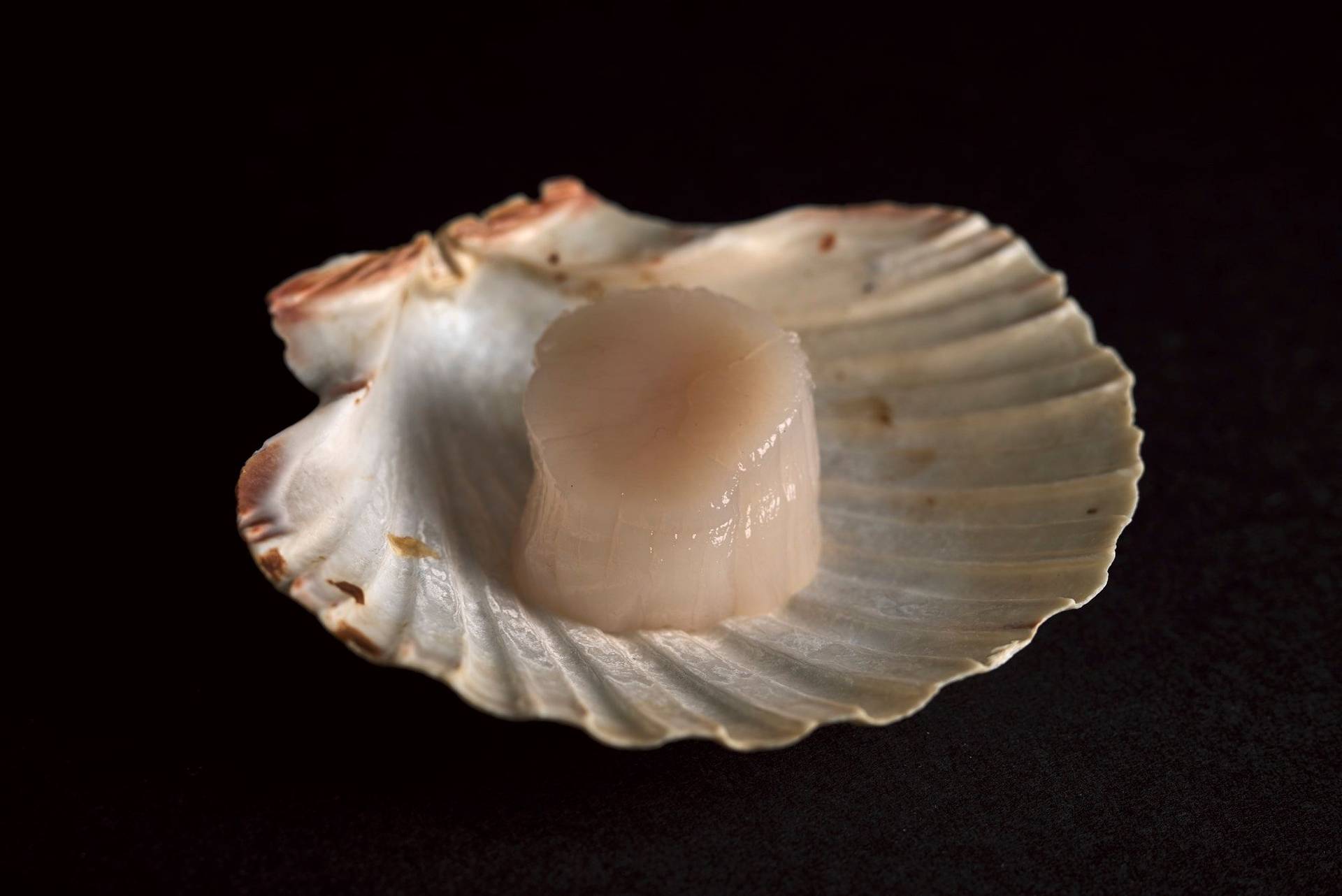 scallop a scallop in its shell on black background