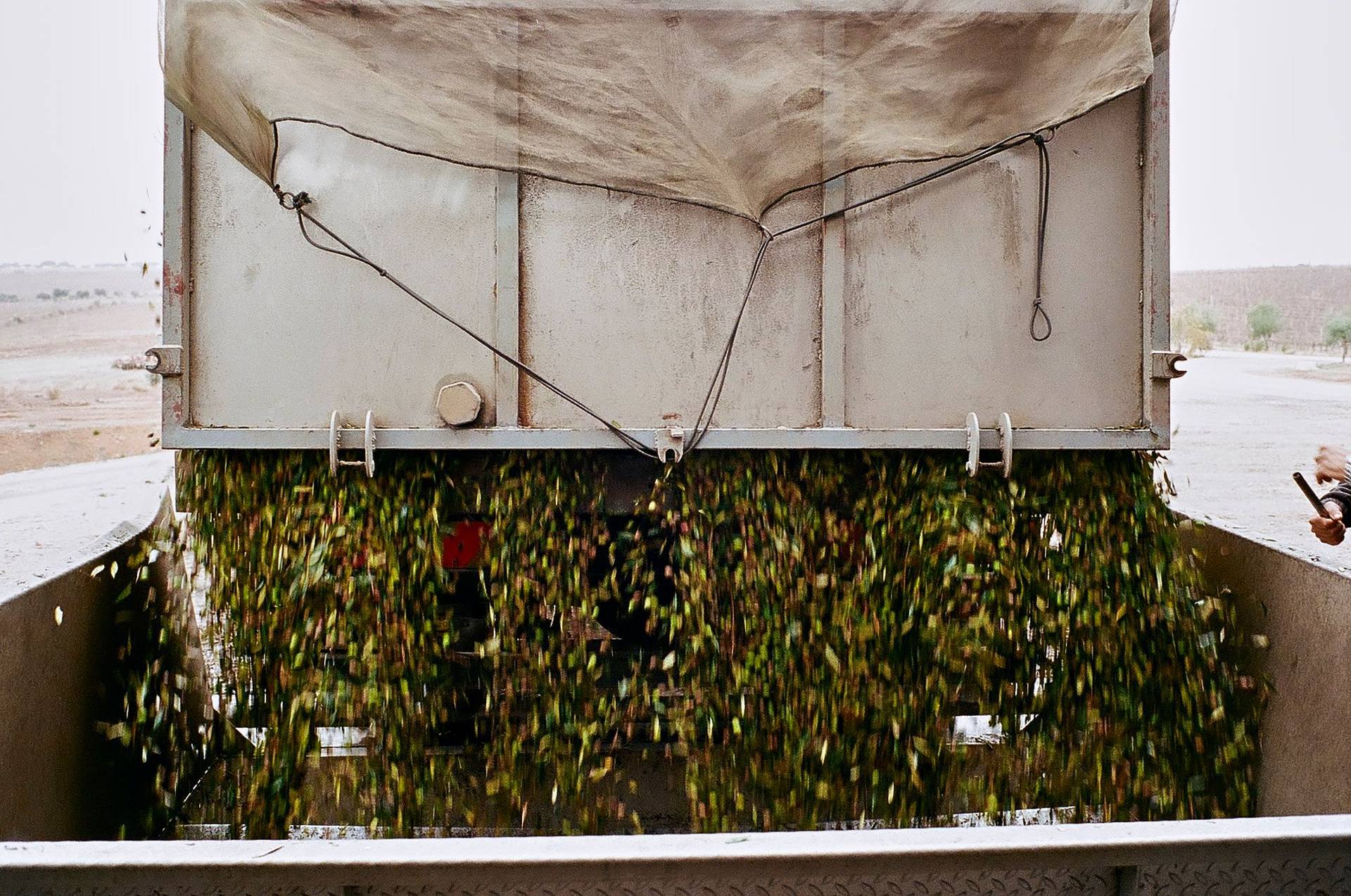 olive-oil-production  olive oil production in alentejo