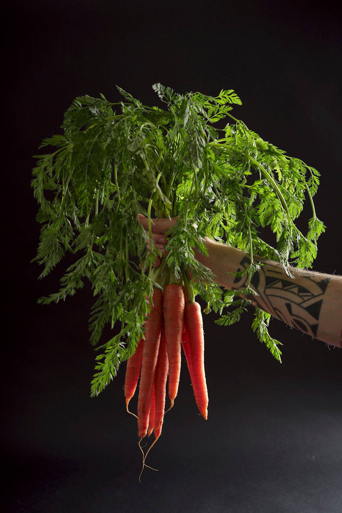 carrots hand holding a bunch of carrots on black background