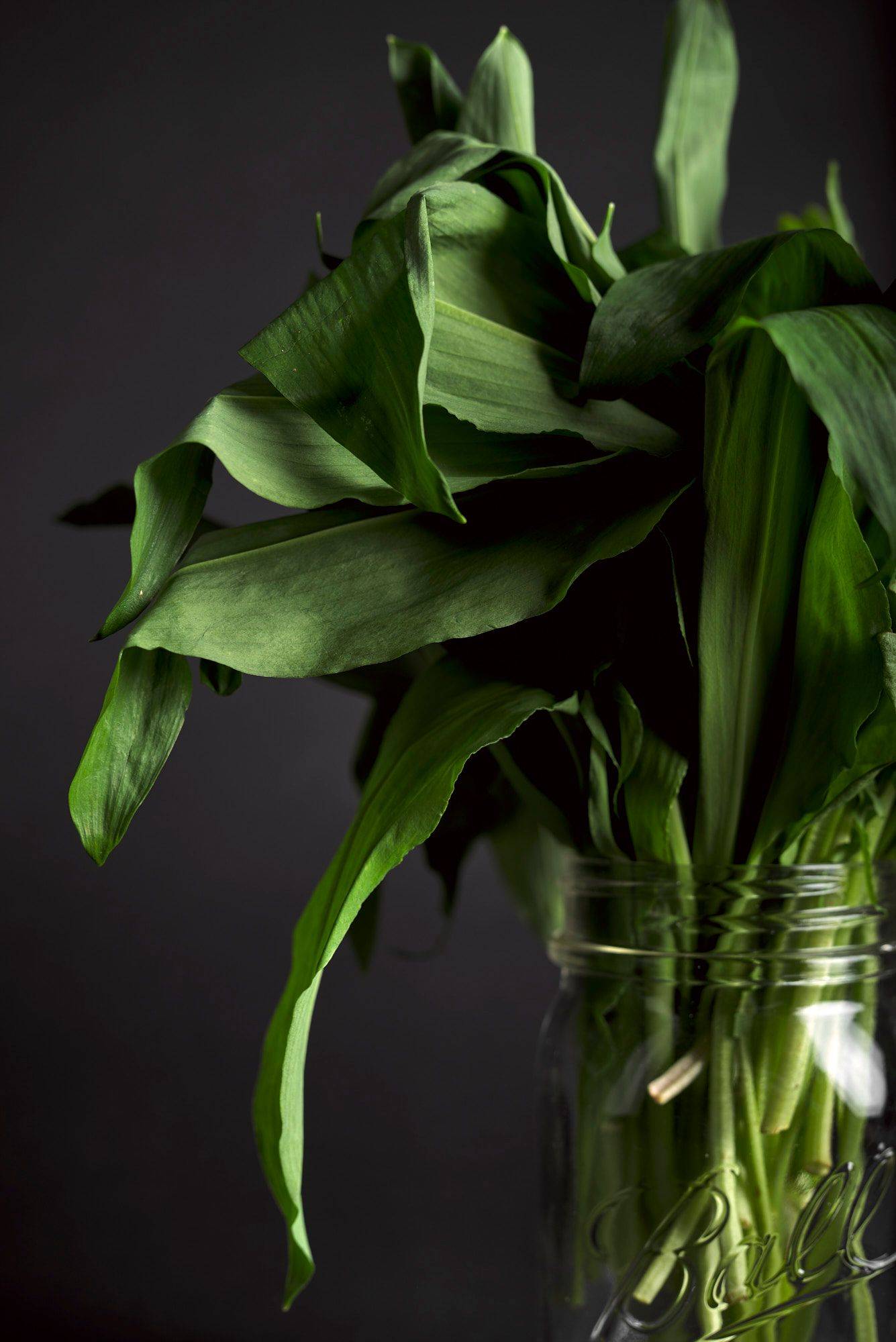 wild-garlic a bunch of wild garlic in a jar  on black background