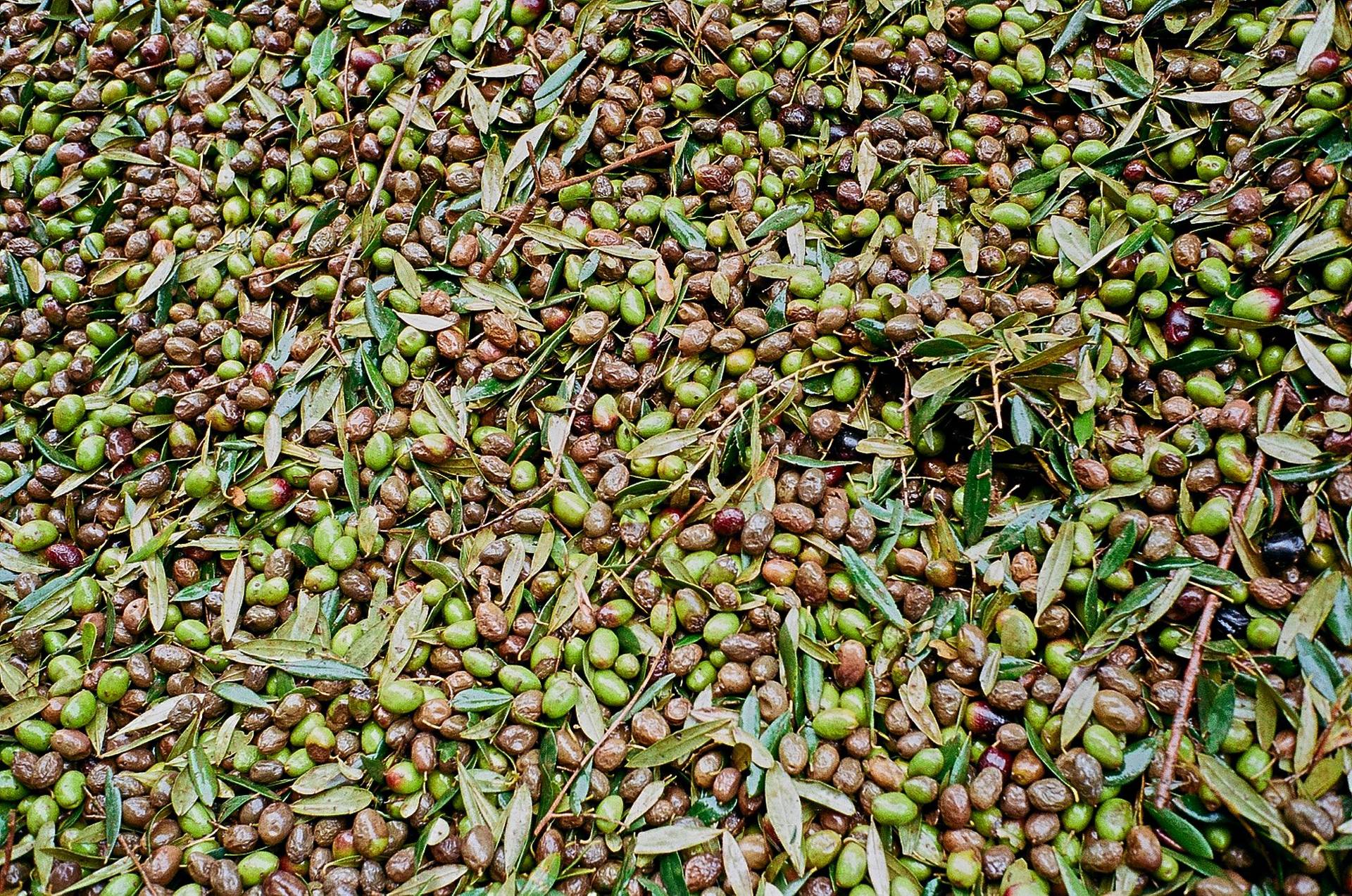 olive-oil-production  olive oil production in alentejo