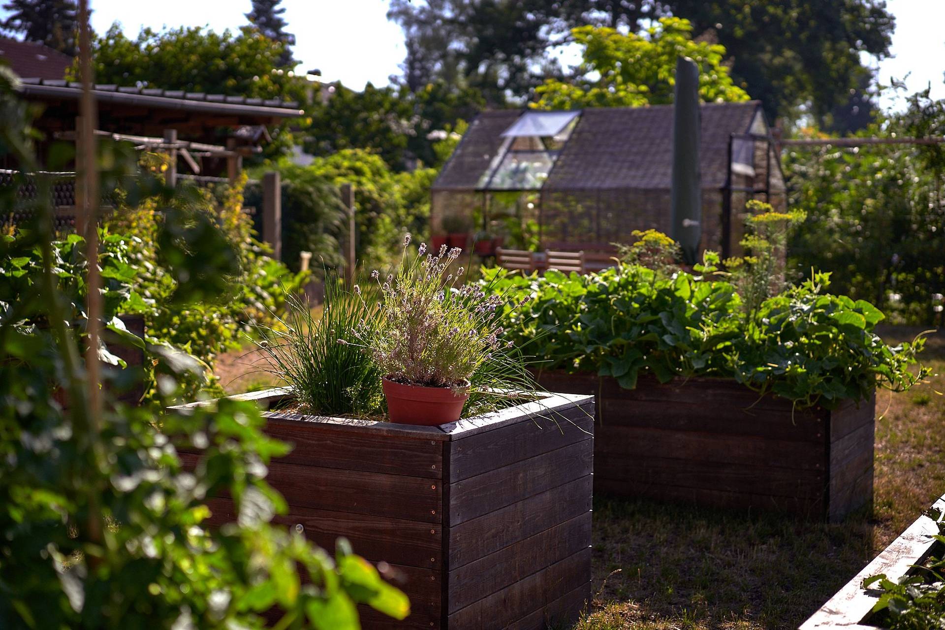mixed-culture-vegetable-garden mixed culture vegetable garden