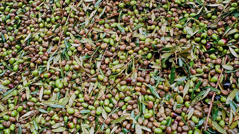 Alentejo Olive Oil – Azeite do Alentejo