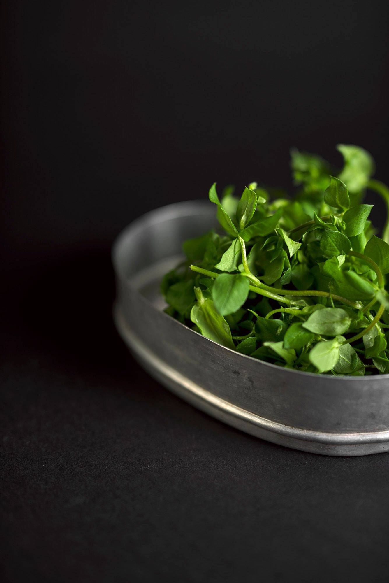 chickweed chickweed in a vintage lunch box on black background
