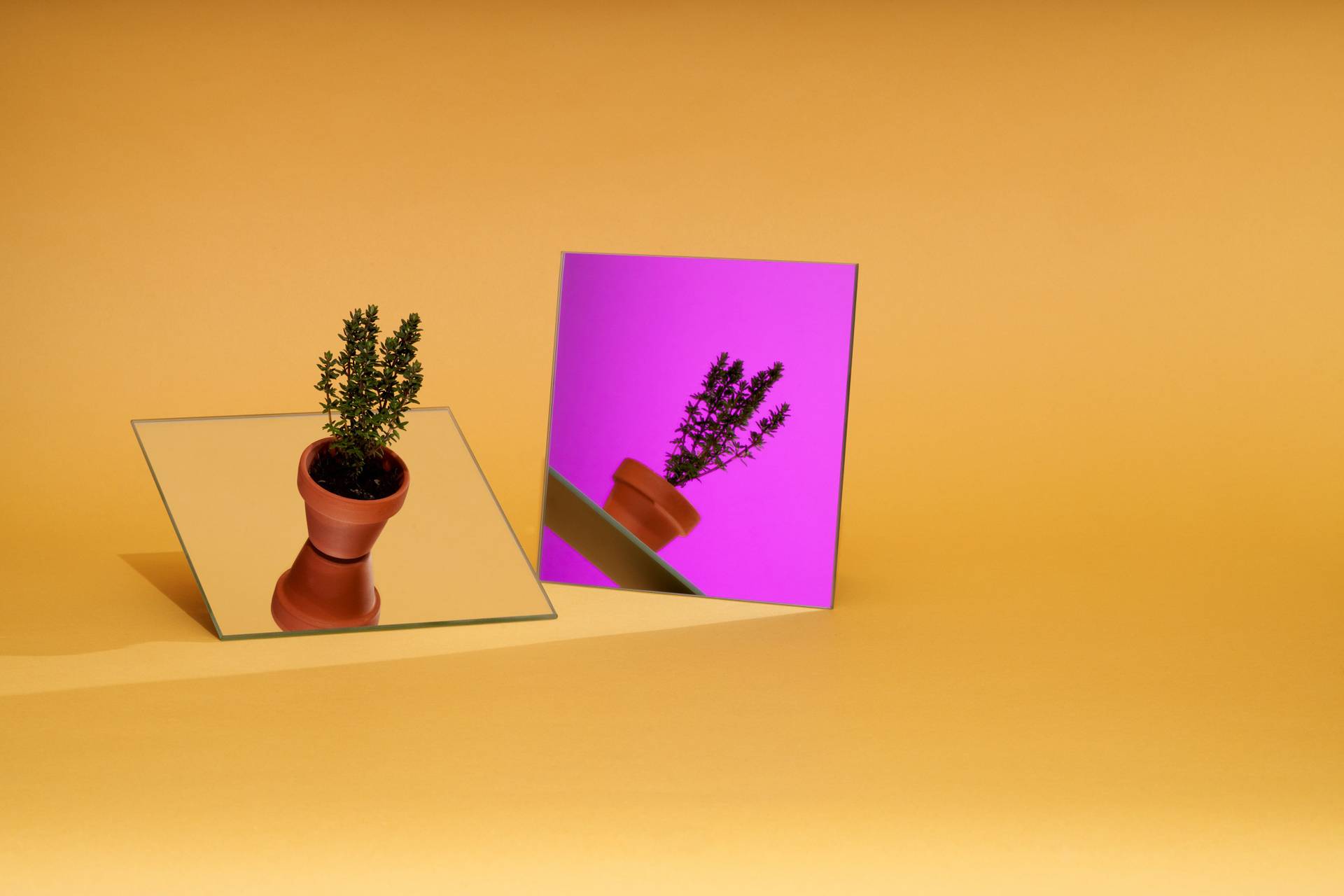 thyme a mini pot of thyme with purple mirror on yellow background
