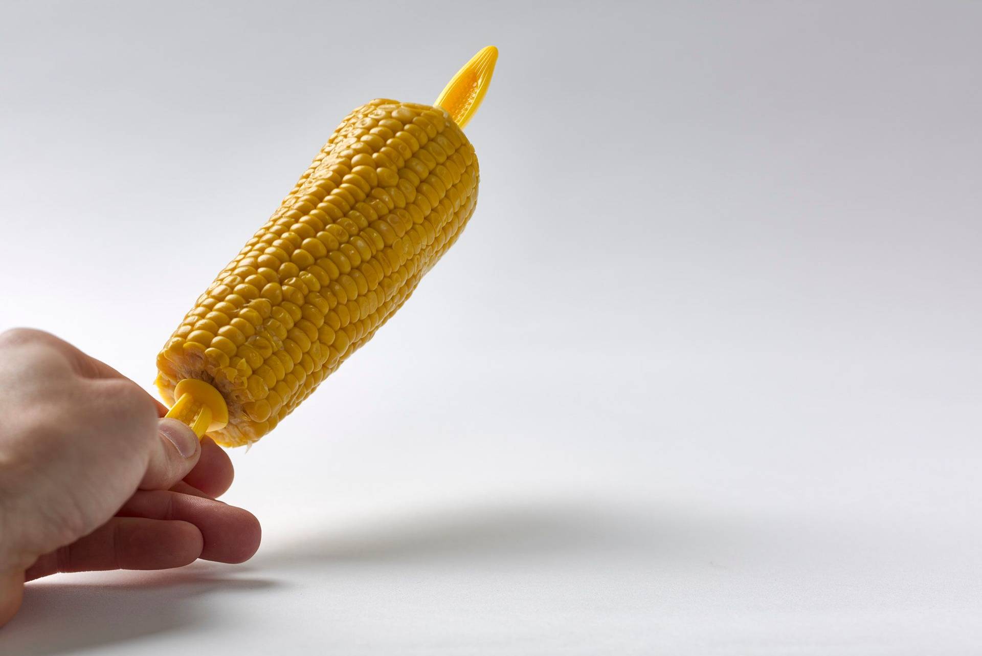 corn hand holding a corn with white background