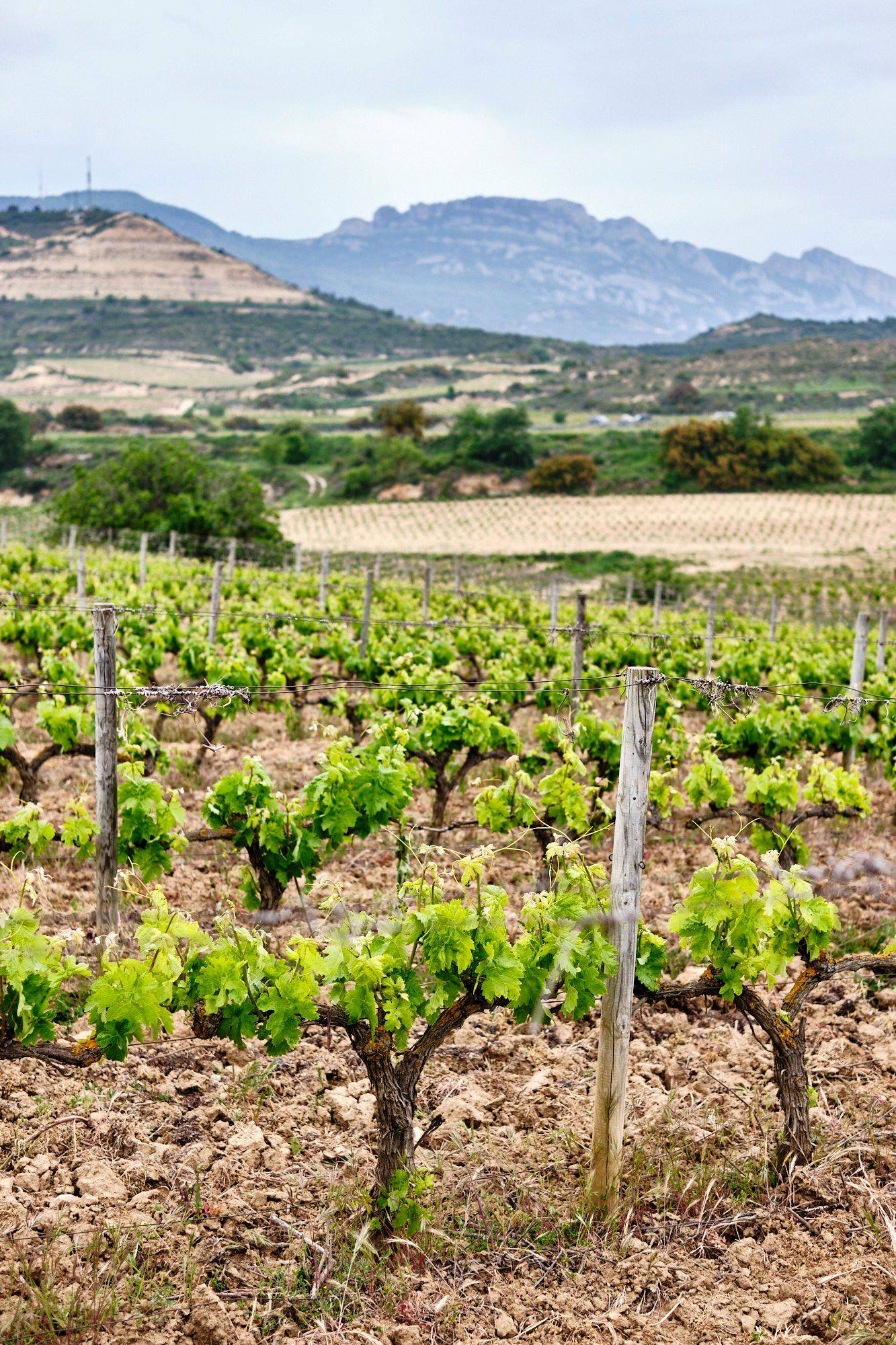 bodega-ramon-bilbao-in-rioja-alta bodega ramon bilbao in rioja alta