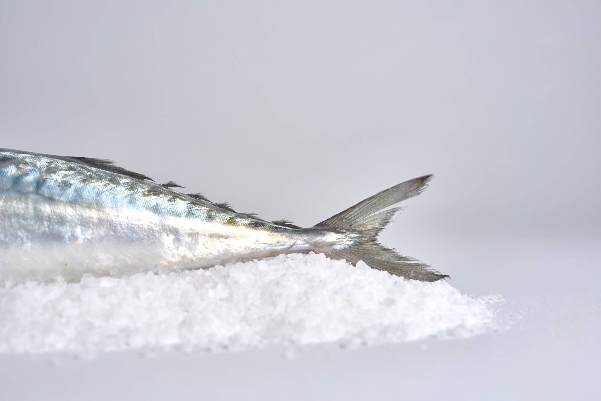 mackerel mackerel with white background