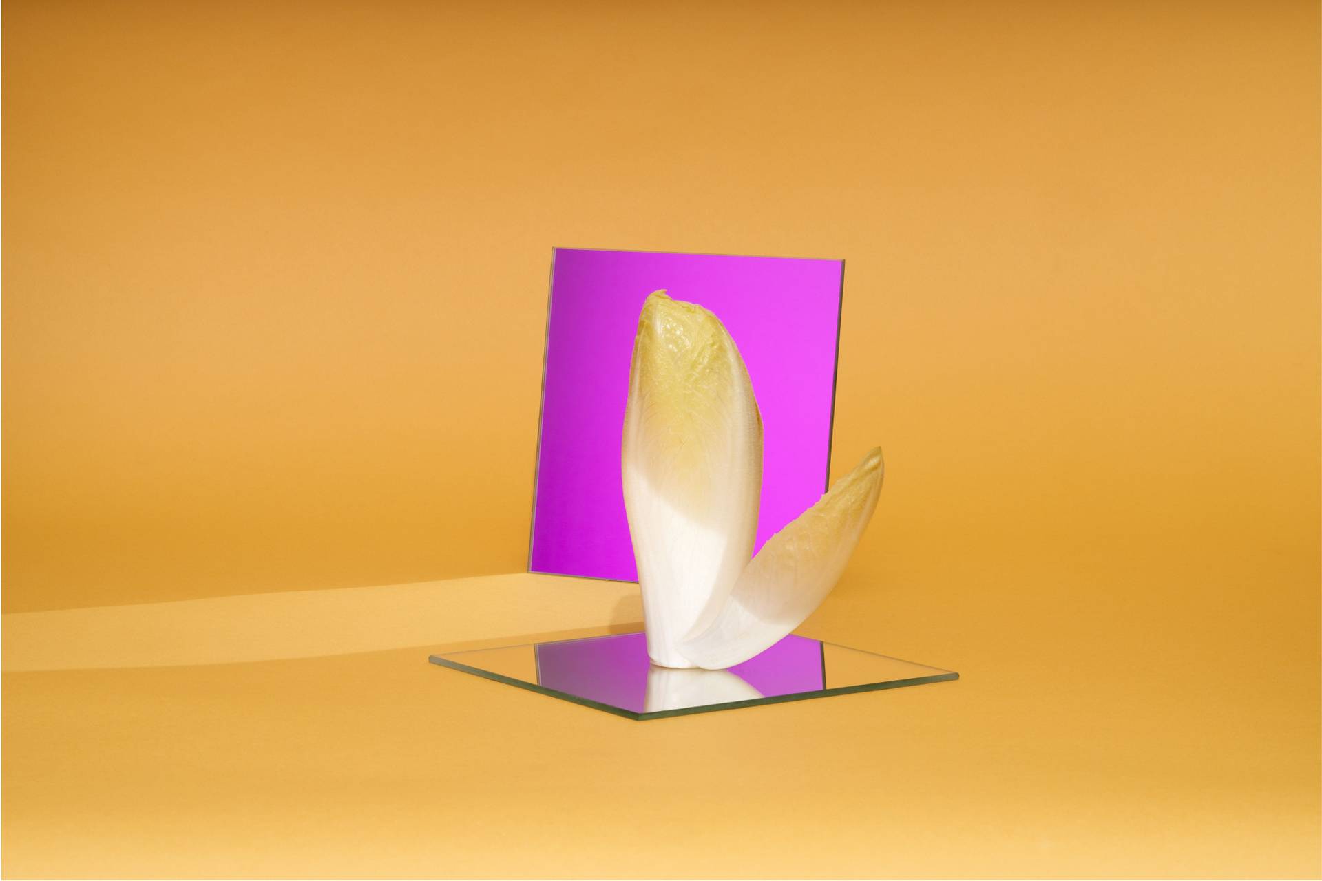 chicory chicory with purple mirror on yellow background