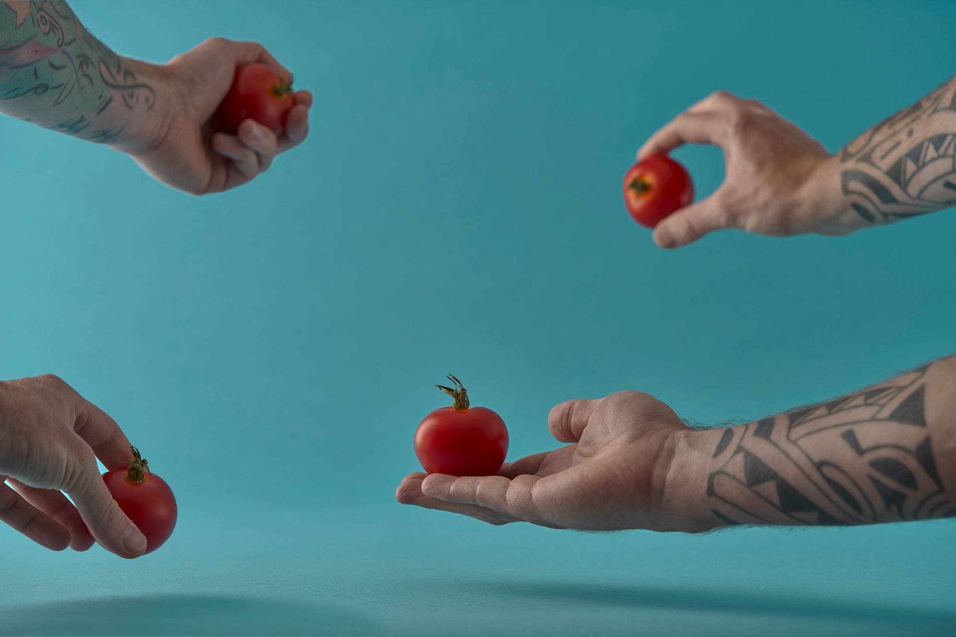 tomatoes four hands holding four tomatoes on blue background