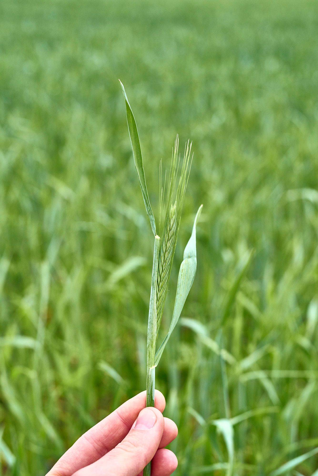 green-rye-field  a green rye field at the spreewood distillers of stork club in schlepzig in schlepzig