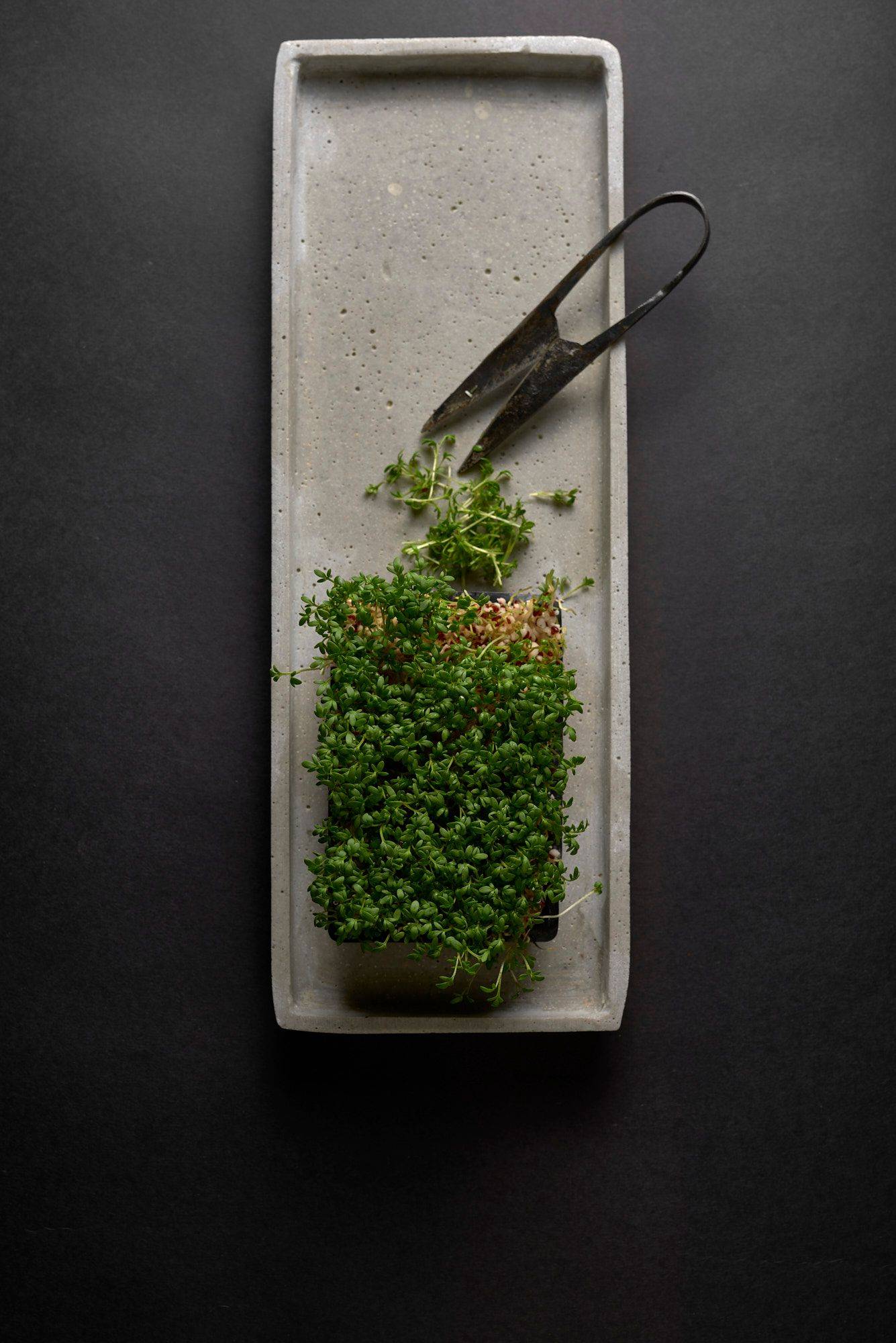 garden-cress garden cress on concrete plate with black background