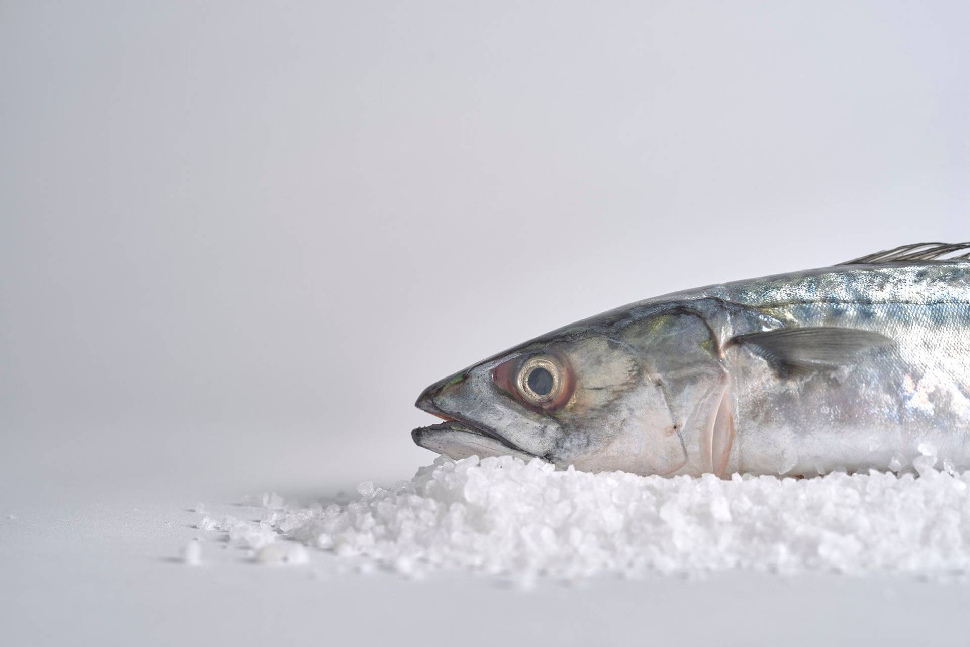 mackerel mackerel with white background