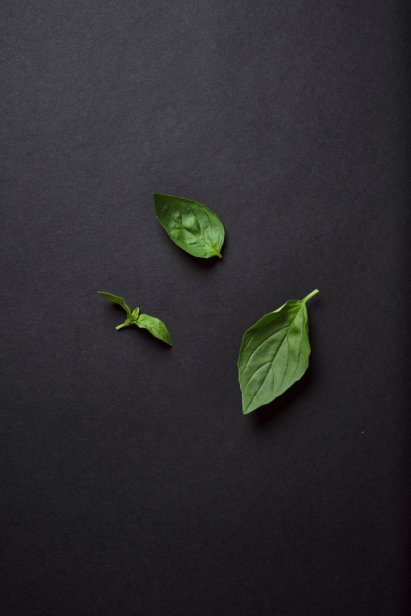 basil basil leaves with black background